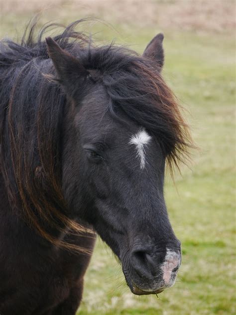 Pferd Pony Pferde Kostenloses Foto Auf Pixabay