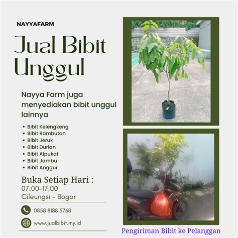 Jual Bibit Kelengkeng Merah New Cristal Dan Matalada