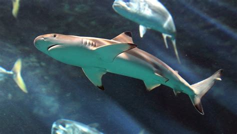 Deux Nouveaux Requins Pointes Noires Dans L Oc Arium Du Croisic