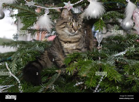 CHRISTMAS PUSSY CAT Stock Photo Alamy