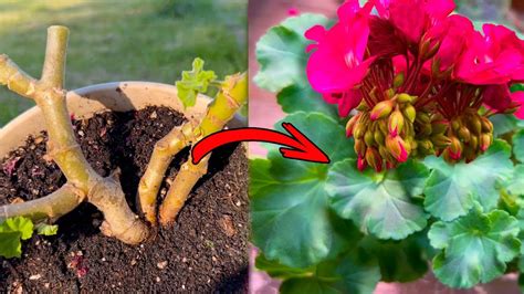 Пеларгонию (Герань) НЕ ВЫБРАСЫВАЕМ! А Делаем ПЫШНЫЙ КУСТ ИЗ ПАЛКИ ...
