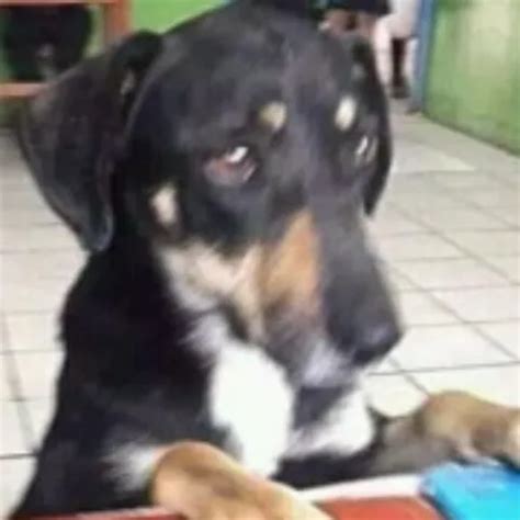 Bbw Mega Fat Ass Fuck Big Ass Big Tits Porn Xhamster