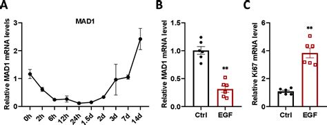 Figure 1 from MAD1 deficiency accelerates hepatocellular proliferation ... 
