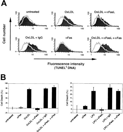 Oxldl And Lpc Sensitize Endothelial Cells To Fas Mediated Apoptosis