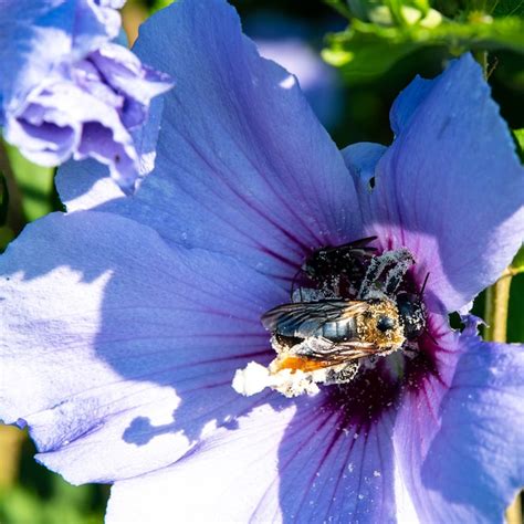 Spring Hill Nurseries Bluebird Rose Of Sharon Flowering Shrub In Bare Root Pack Of 1 77246 At