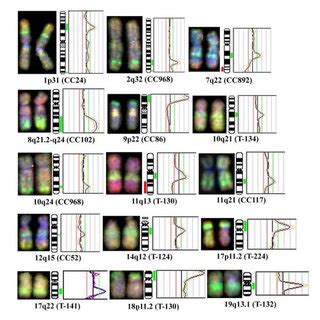 Chromosomal Amplifications Identified By CGH In CC Partial CGH