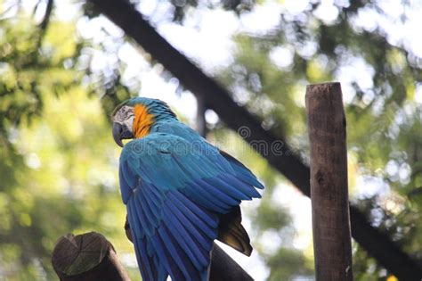 Blue And Yellow Macaw Ara Ararauna Blue And Gold Macaw BioParque Do