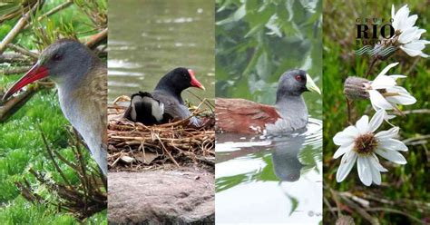 Flora Y Fauna De Los Humedales Ejemplos Y Fotos Ecosistemas Hot Sex