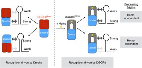 Model For Heme Dependent Pri MiR Recognition By Drosha And DGCR8 Each