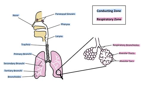 Anatomy Of The Respiratory Tract Human Physiology