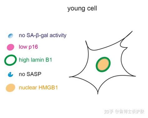 细胞衰老和皮肤衰老的生物标志物 知乎