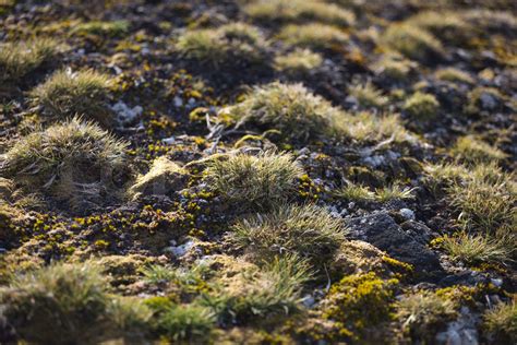 Macrophoto of Deschampsia antarctica, the Antarctic hair grass, one of ...