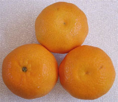 Clementines - Ingredients Descriptions and Photos - An All-Creatures.org Vegetarian Vegan Recipe ...