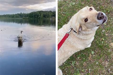 Demi Bertemu Teman Temannya Anjing Ini Rela Kabur Dari Rumah Dan