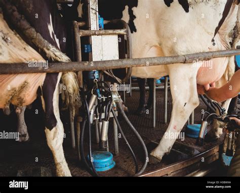 Cows Being Milked Stock Photo Alamy