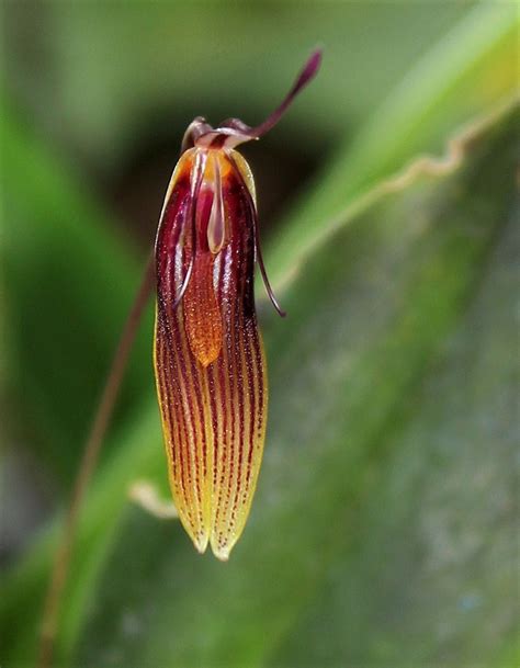 Restrepia Brachypus Neira Magic B Flickr