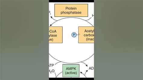 Regulation in lipogenesis - YouTube