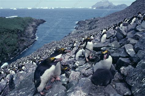 Macaroni penguin colony - Stock Image - Z808/0120 - Science Photo Library