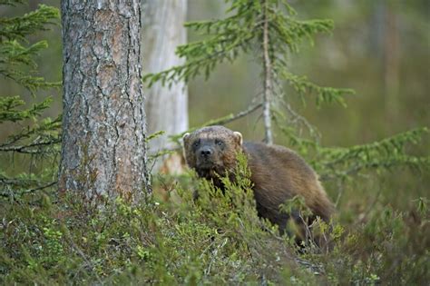 Finland Wildlife Photography Workshop | Akari Photo Tours