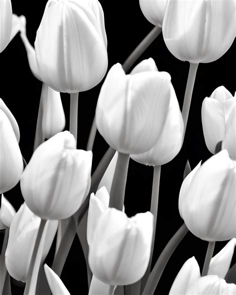 Single White Tulip over Black Background · Creative Fabrica