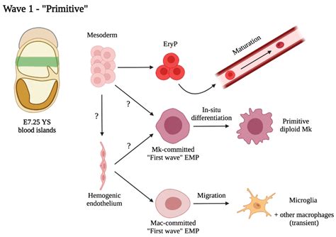 Cells Free Full Text One Size Does Not Fit All Heterogeneity In