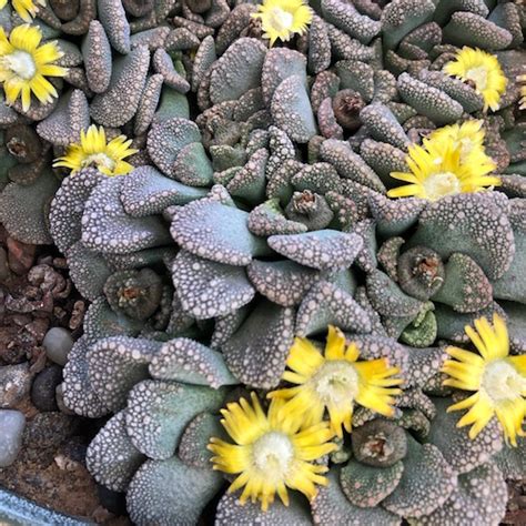 Titanopsis Calcarea 1870 12 Mesa Garden