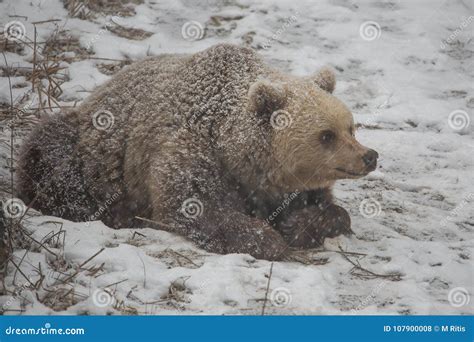 Brown Bear Waking Up From Hibernation. Royalty-Free Stock Image ...