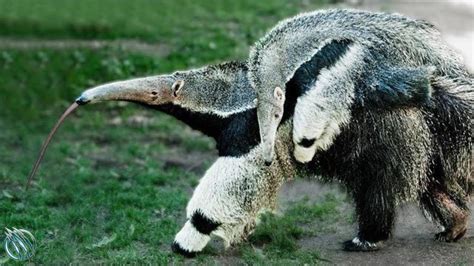 Giant Anteater