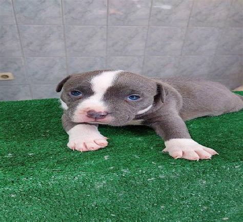 American Bully Pocket Filhote Em Portugal Clasf Animais