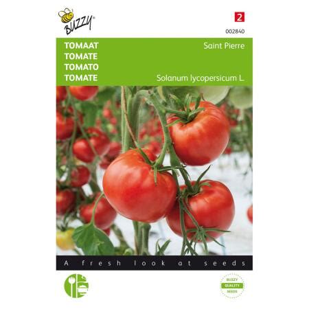 Tomate Saint Pierre Solanum Lycopersicum L Webshop Matelma