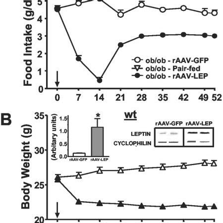 The Effects Of Icv Raav Lep Treatment On Bw Fi And Leptin Mrna In The