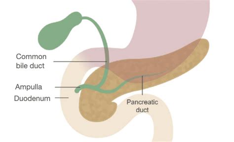 Abdominal Ct Biliary System And Pancreas Litfl Radiology