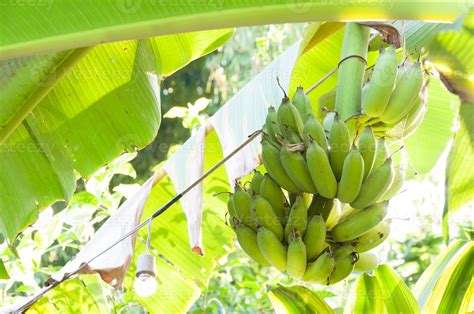 Bunch Of Raw Bananas On Banana Tree Stock Photo At Vecteezy