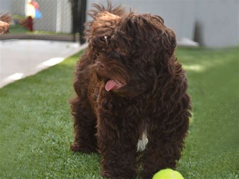 Fake Grass for Dogs Brooklyn | Fake grass for dogs, Pet turf ...