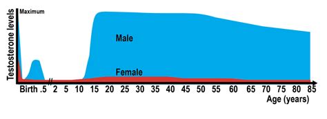 Gross Testosterone Levels Per Gender From Birth To 85 Years Of Age