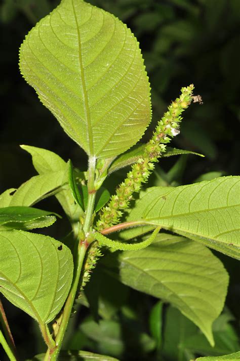 Acalypha amentacea (Euphorbiaceae) image 34543 at PhytoImages.siu.edu