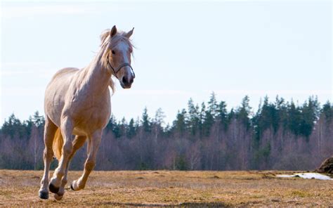 130+ Palomino Horse Names - Helpful Horse Hints