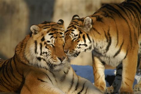 Free Images Wildlife Zoo Fauna Whiskers Tiger Animals