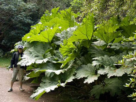 Gunnera Manicata La Rhubarbe Géante Du Brésil