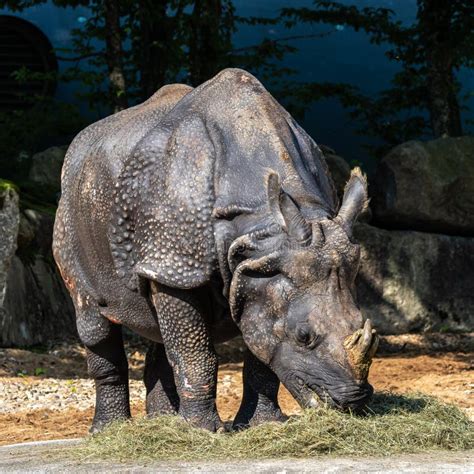 The Indian Rhinoceros Rhinoceros Unicornis Aka Greater One Horned