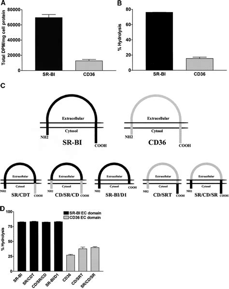 Uptake And Hydrolysis Of Hdl Cholesteryl Ester Ce By Scavenger