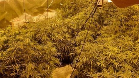 Lancashire Police Shut Down 70 Cannabis Farms Worth £2m Bbc News