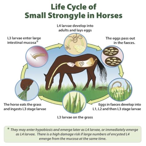 Equine Parasites Flashcards Quizlet