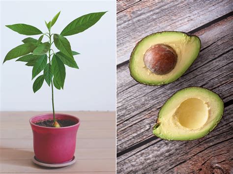 Here S How To Grow Avocados From A Seed Plus How To Care For The Tree