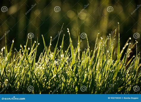 Grama Do Close Up Gotas Do Orvalho No Nascer Do Sol Imagem De Stock