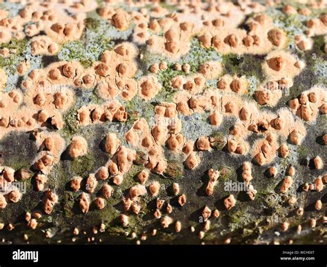 Coral Spot Fungus Nectria Cinnabarina Growing On A Piece Of Dead Wood