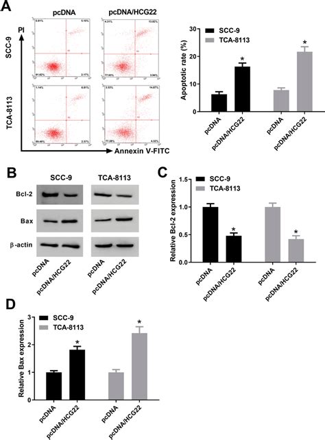 Effects Of Hcg22 Overexpression On Apoptosis In Oscc Cells A Scc 9 And