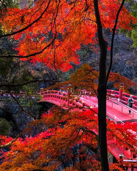 Torii Gate of Hakone Shrine at Lake Ashi : japanpics