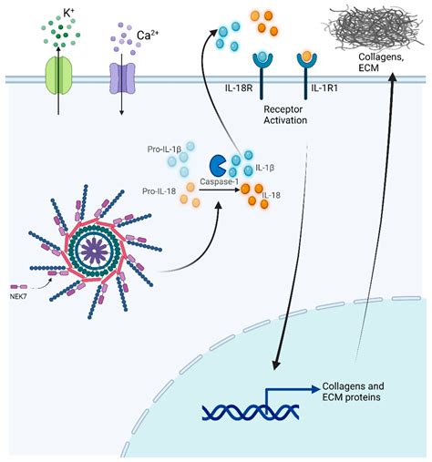 Biomolecules Free Full Text The Mechanism And Regulation Of The