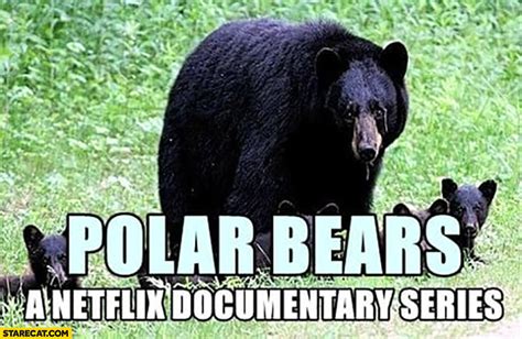 Polar bears a Netflix documentary series actually black bears ...